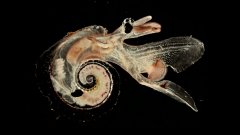 Chroniques du plancton : le ptéropode, un étonnant mollusque marin