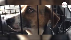 Veterinario iba “a matar” a un perro con cáncer: algo inesperado lo detuvo en el último instante