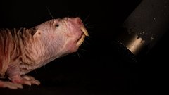 Les rats-taupes nus discutent en dialecte