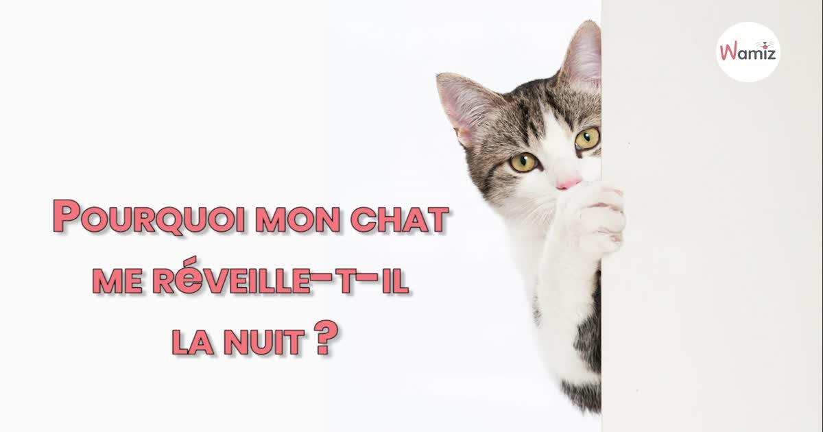 Pourquoi Mon Chat Me Reveille T Il La Nuit