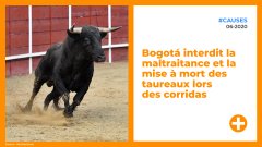Bogotá interdit la maltraitance et la mise à mort des taureaux lors des corridas
