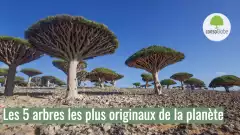 Les 5 arbres les plus originaux de la planète