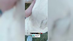 Julien Bert : Il fait craquer la toile avec ses chiens !