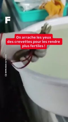 Planète - Vidéos Futura - Temporelles