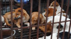 Chine : la ville de Shenzhen interdit à ses habitants de consommer de la viande de chat et de chien
