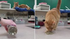 Voici ce qu'il se passe quand vous donnez de l'herbe à chat à un félin, pour lui c'est le paradis