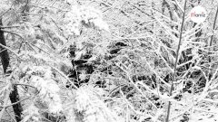 Un Labrador se cache dans la neige, mais seules les personnes aux yeux perçants peuvent le trouver !
