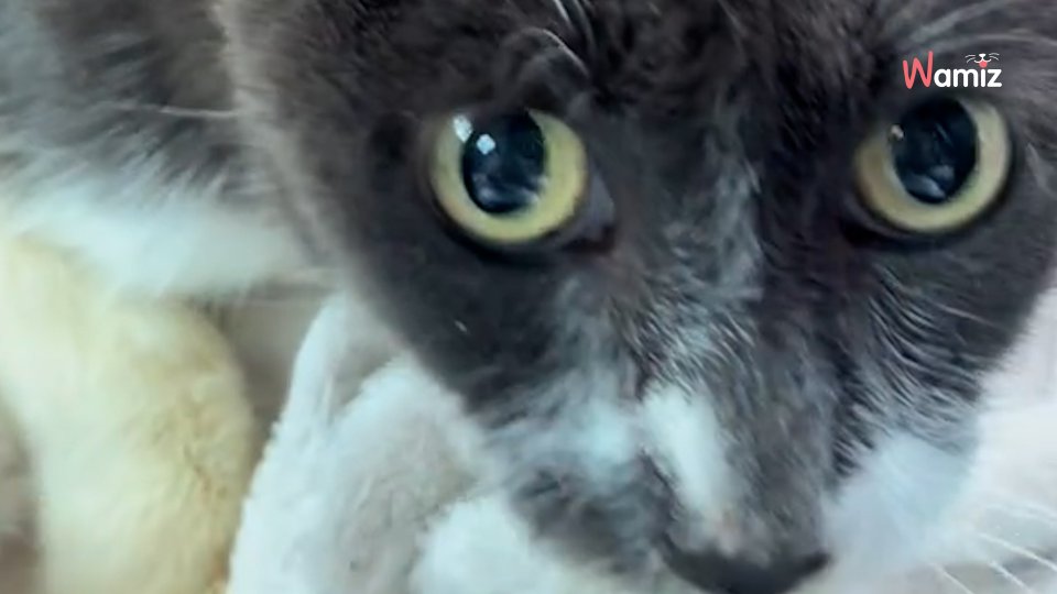 La première fois que j'ai perdu mon chat J'ai perdu mon chat - Poche - Véronique m. Le normand