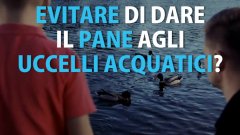 Non dare pane agli uccelli acquatici
