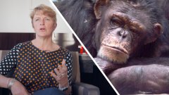 Interview : trois bonnes raisons de sauver les primates