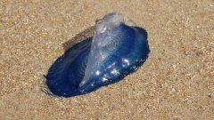 Vélelles et autres fascinantes créatures planctoniques de la Côte d'Azur