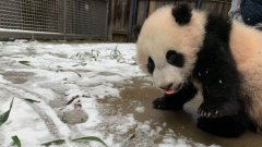 Dans cette vidéo, un panda géant s'éclate dans la neige, les images valent le détour