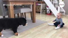 Cachorro de boyero de berna y bebé se ven por primera vez