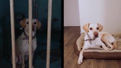 La adopción de un animal no cambiará el mundo, pero para ese animal el mundo cambiará.
