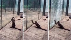 Ce singe aiguise une pierre avant de s'en servir pour briser la vitre de sa prison