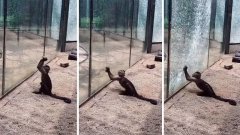 Ce singe aiguise une pierre avant de s'en servir pour briser la vitre de sa prison