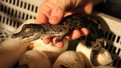 Australie : Hermès va construire la plus grande ferme d'élevage de crocodiles pour faire des sacs à main