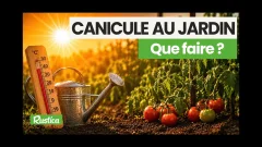 Canicule au jardin : les gestes indispensables pour sauver vos plantes