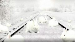 Trouverez-vous le nombre de lapins blancs qui se cachent sur cette photo ?