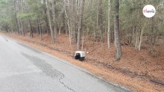 Berger Allemand abandonné sur le bord de la route : ils scannent sa puce et la terrible vérité s'aba