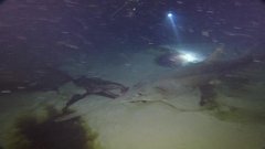 Deux poissons-scies découverts au fond du Trou de la Sériole | Futura