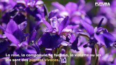 Plante vivace ou plante rustique : quelle est la différence ? | Futura