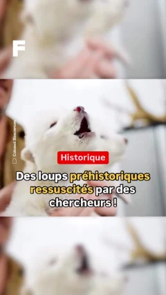 LOUP PRÉHISTORIQUE