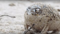 Diese Froschrasse machte das Internet mit ihrem unglaublichen Kriegsschrei kaputt