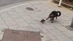 Quand un rat course et chasse un chat en pleine rue