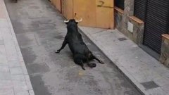 La vidéo choquante d'un taureau se cassant les pattes et s'écrasant au sol lors d'un festival