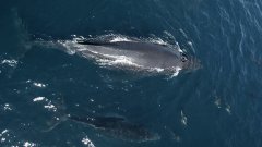 1.500 dauphins jouent avec un bébé baleine à bosse