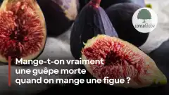 Mange-t-on vraiment une guêpe morte quand on mange une figue ?