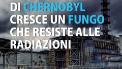 Il fungo che cresce e sopravvive nel reattore di Chernobyl