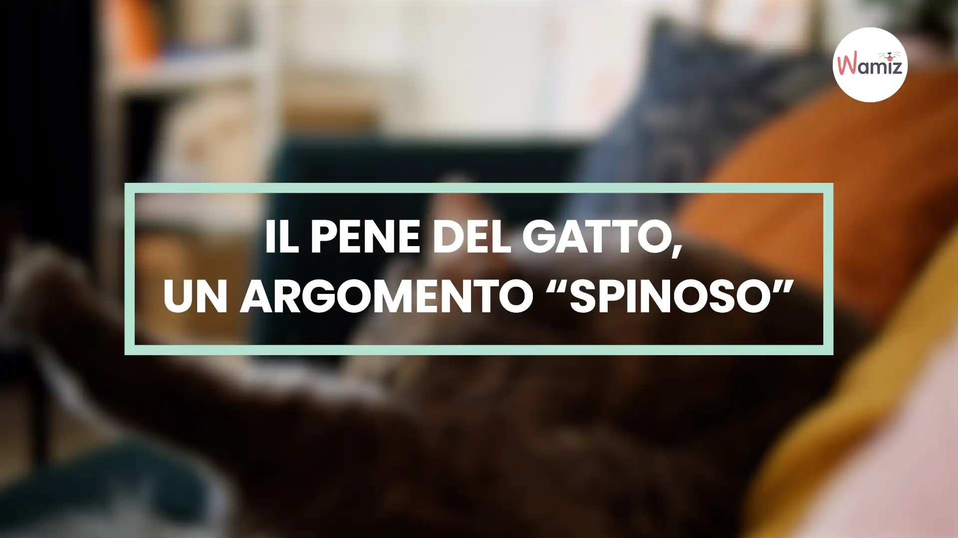 Pene del gatto: lunghezza, anatomia e spine