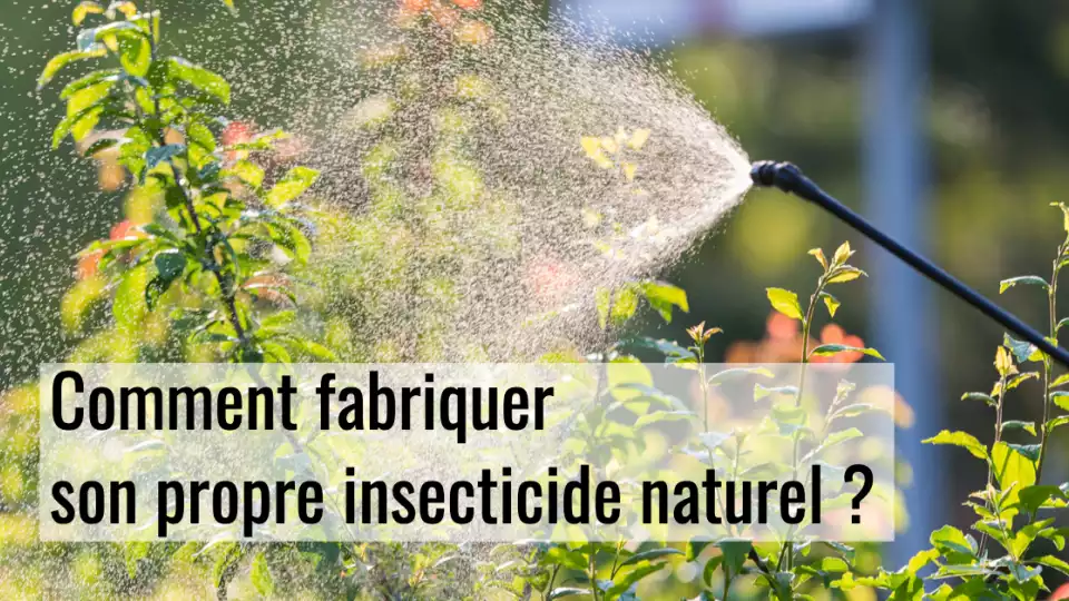 Insecticide naturel pour les plantes
