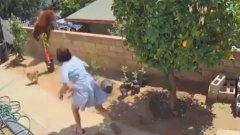 Elle repousse un ours à mains nues dans son jardin | VIDEO