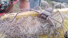 La plus grosse araignée jamais filmée au monde  huntsman spider