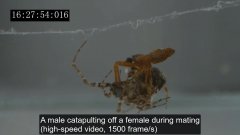 Le catapultage d'une araignée pendant l'accouplement | Futura