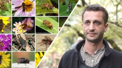 Quels insectes pollinisateurs sont les plus menacés ?