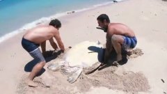 Ils aident une tortue de mer bloquée dans le sable
