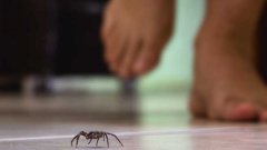 Voilà pourquoi il ne faut jamais tuer une araignée dans sa maison