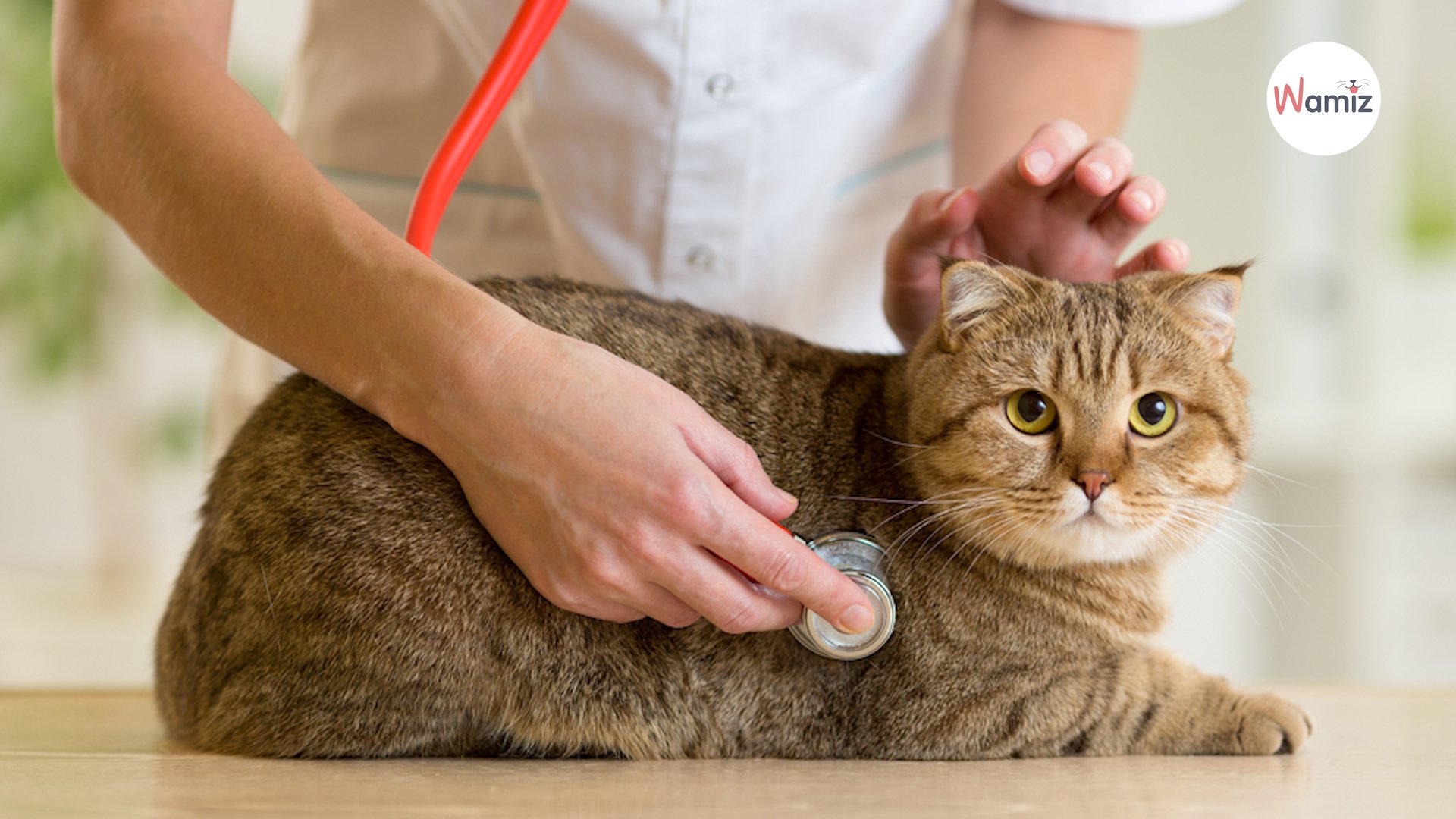 Qu'est ce que le lymphome félin, le cancer le plus fréquent chez les chats ?