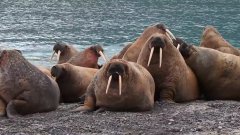 Les morses du Nunavut vus par Florian Ledoux