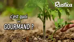 Gourmands de tomate, les tailler ou pas ?