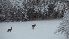 Admirez un ongulé de nos forêts : le chevreuil