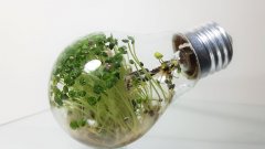 Timelapse : des plantes poussent dans une ampoule