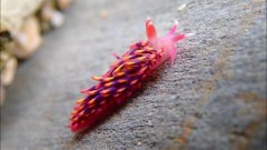 Rainbow sea slug