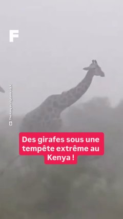 Planète - Vidéos Futura - Temporelles