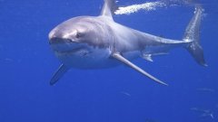 Les requins peuvent-ils réellement sentir une goutte de sang à un kilomètre ? Il fait le test