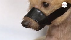 Encuentran a un perro callejero vagando por las calles: el veterinario escanea su chip y ¡se cae de